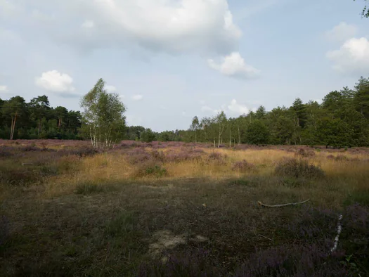 De Hoge Rielen, Kasterlee (Belgium)